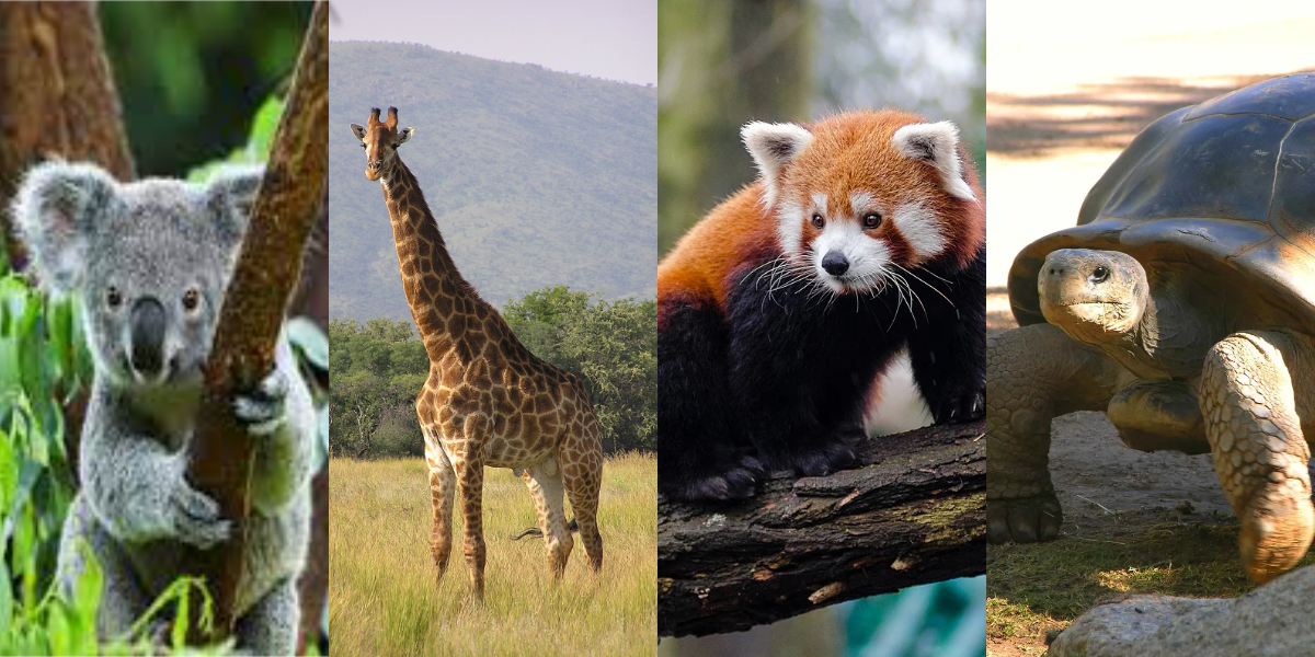 animals