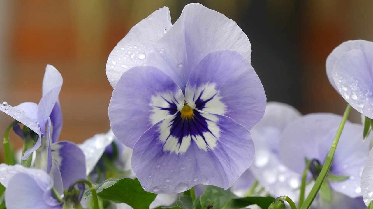 A purple flower